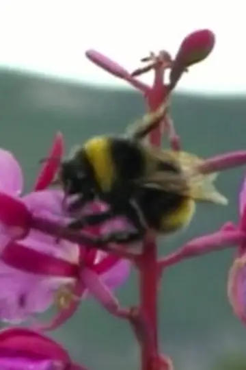 Photo Sleeping Bumblebee #460456