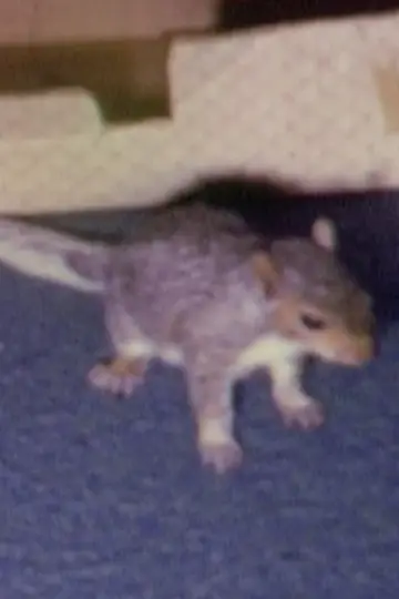 Photo Willie the Squirrel #460455