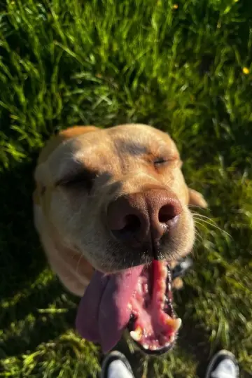 Photo Ted the Dog #429025