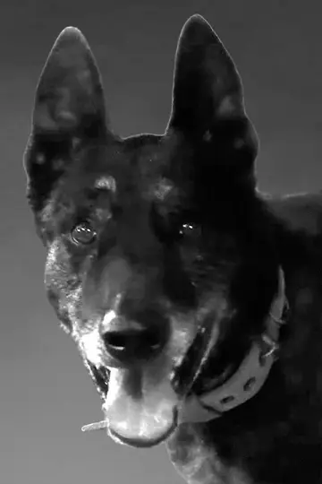 Photo Whisky #447808