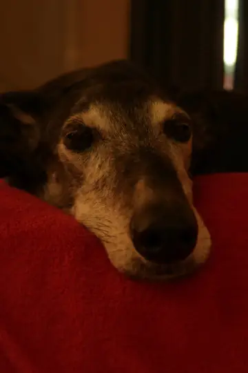 Photo Bobby the dog #449895