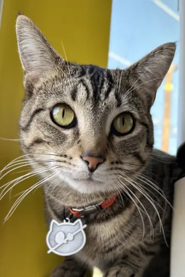Photo Wolfie The Cat #447217