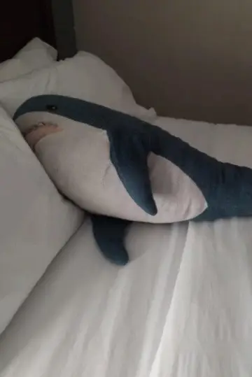 Photo Brutus Shark #463090