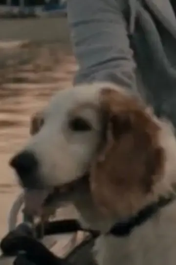 Photo Bodil the Dog #483634