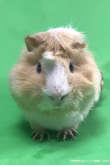 Photo Tsumugi #488973