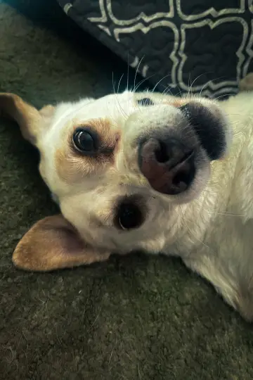 Photo Daisy #634153