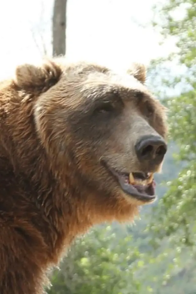 Photo Bart The Bear