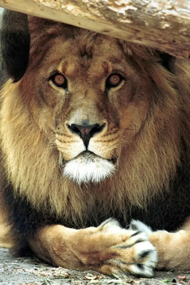 Photo Bongo the Lion