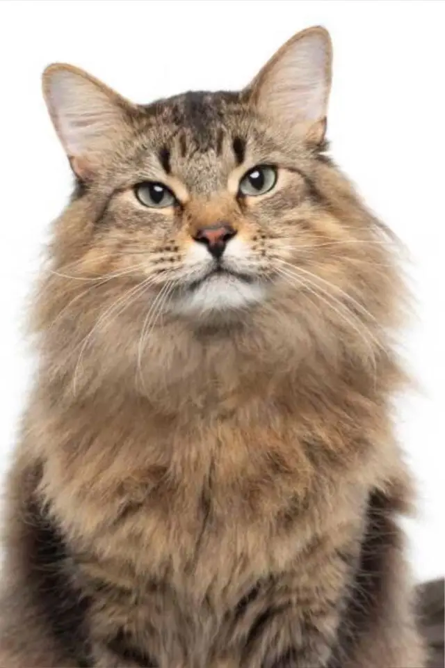 Photo Tonic the Cat