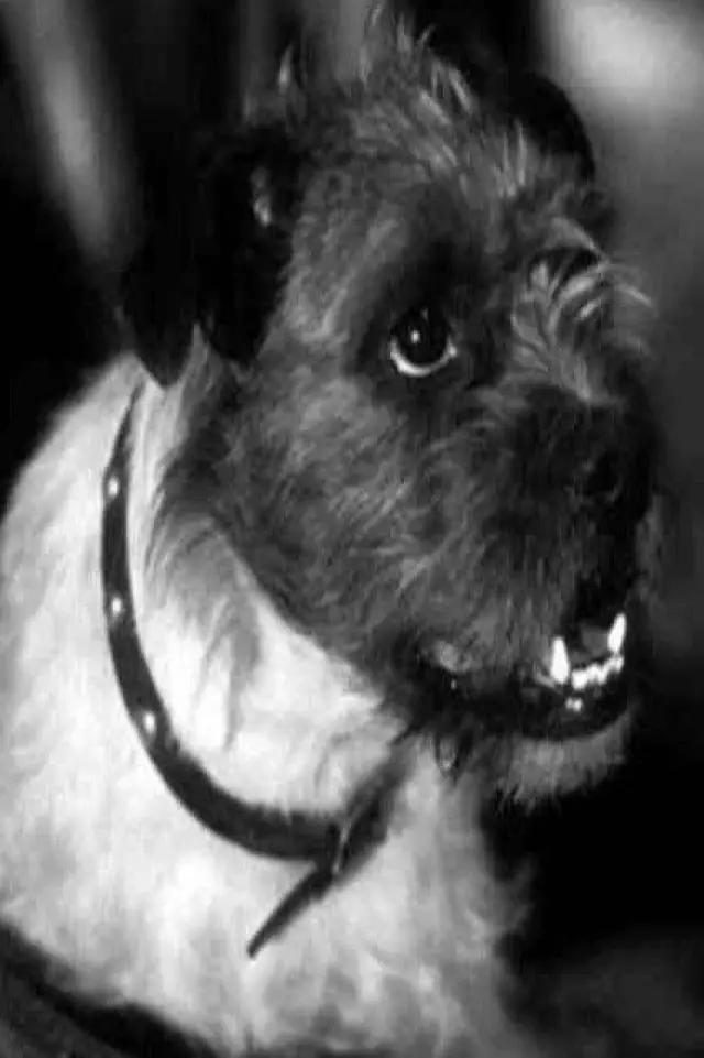 Photo Zero the Dog