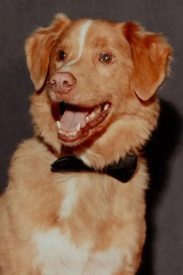 Photo Indy the Dog