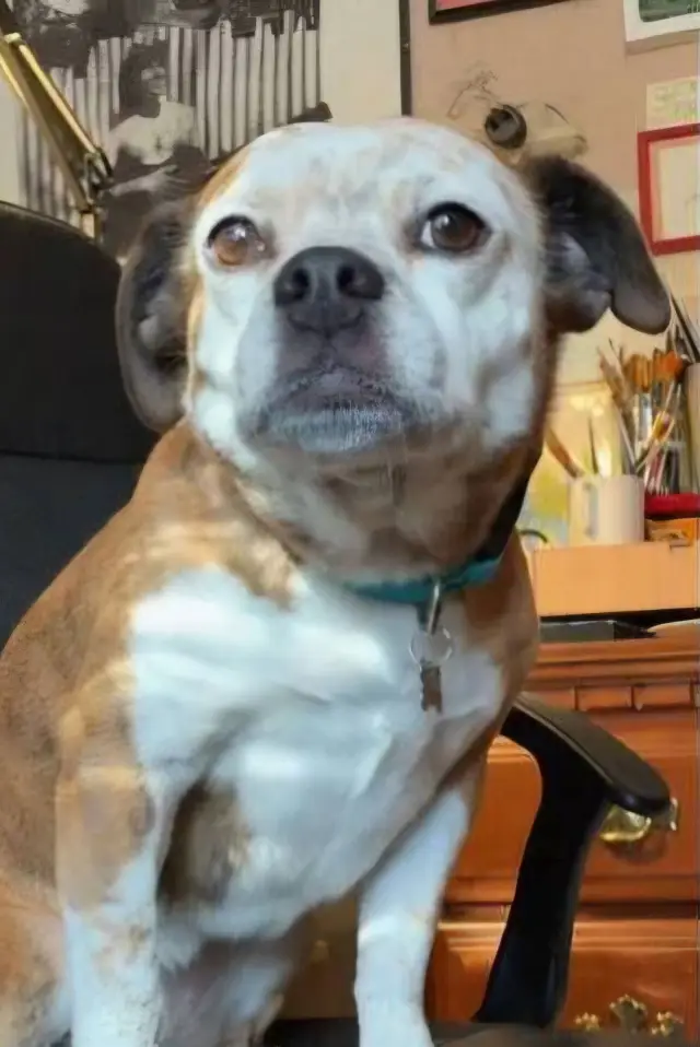 Photo Dorothy the Dog
