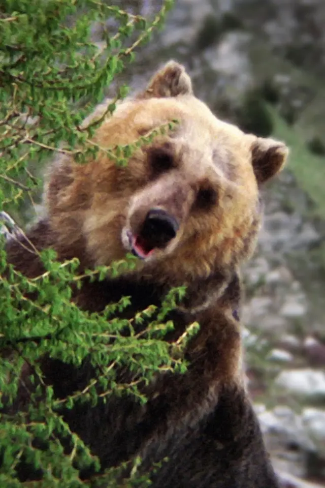 Photo Bozo the Bear