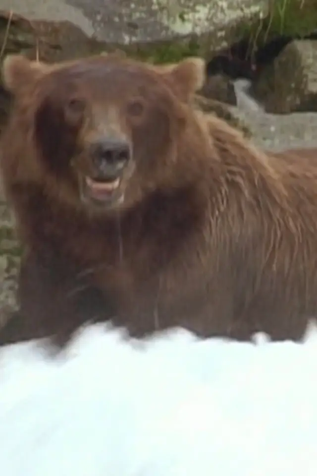 Photo Bear 141