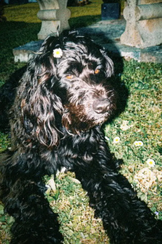 Photo Ulysse The Dog Actor