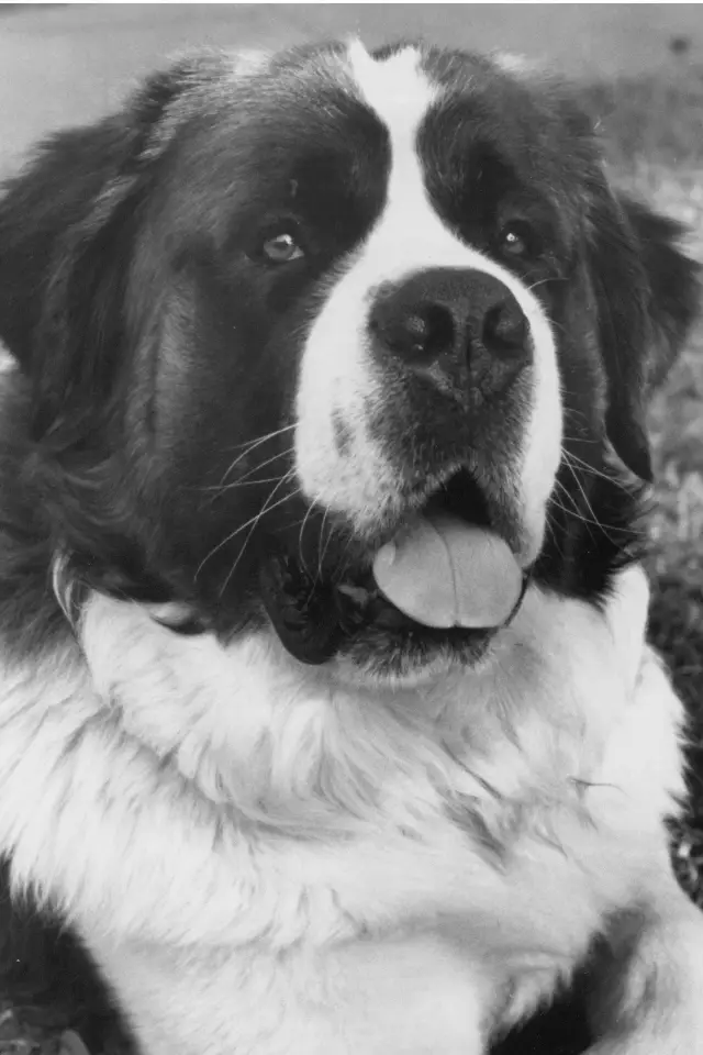 Photo Chris the Dog