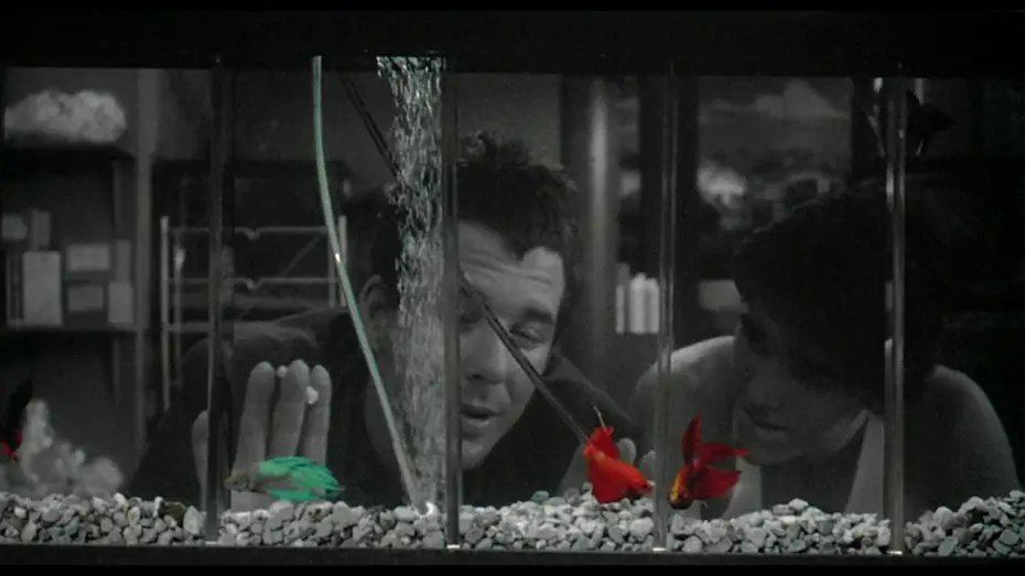 Video for the film Rumble Fish — RUSTY JAMES - extrait "Poissons combattants" VOST