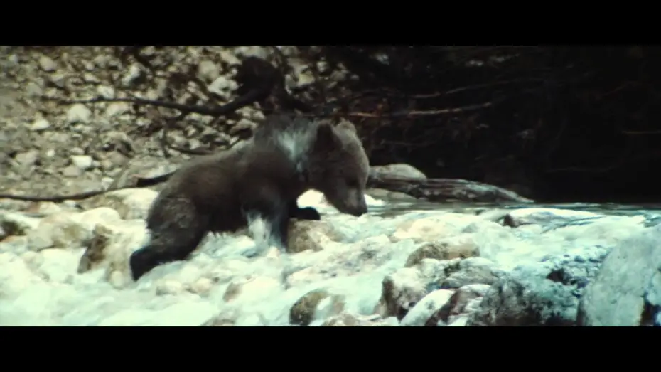 Video for the film The Bear — The Bear - Trailer