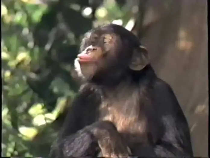Video for the film George of the Jungle — George of the Jungle (1997) Teaser (VHS Capture)