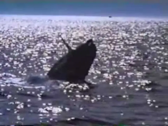 Video for the film Free Willy 2: The Adventure Home — Free Willy 2 Trailer