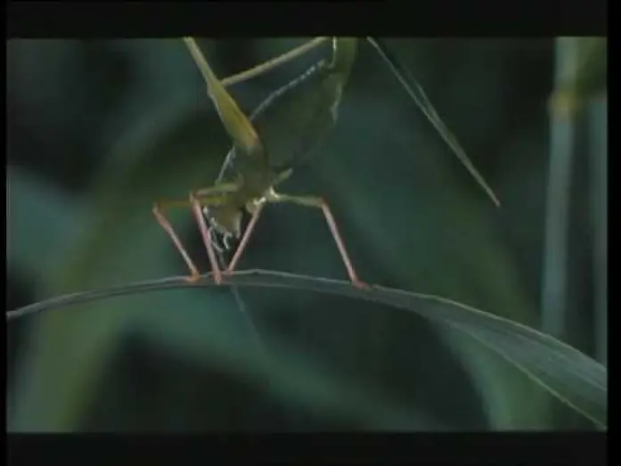 Video for the film Microcosmos — Microcosmos (trailer)