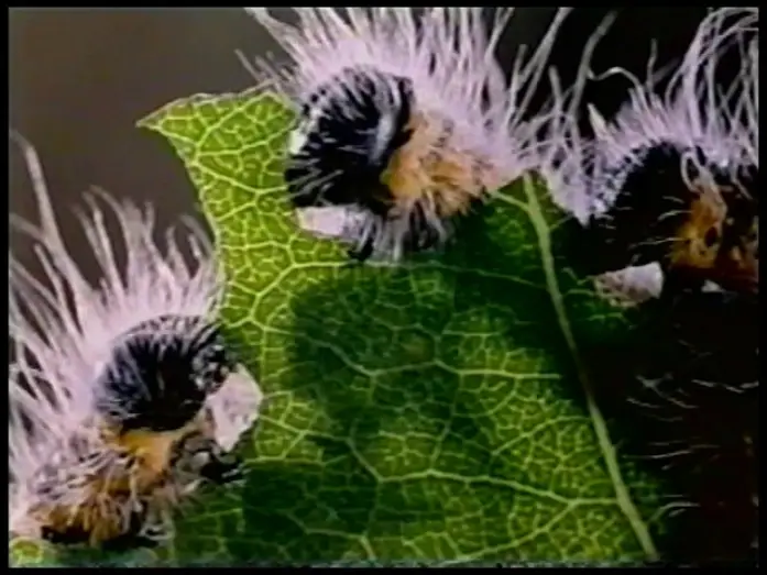 Video for the film Microcosmos — Microcosmos Trailer