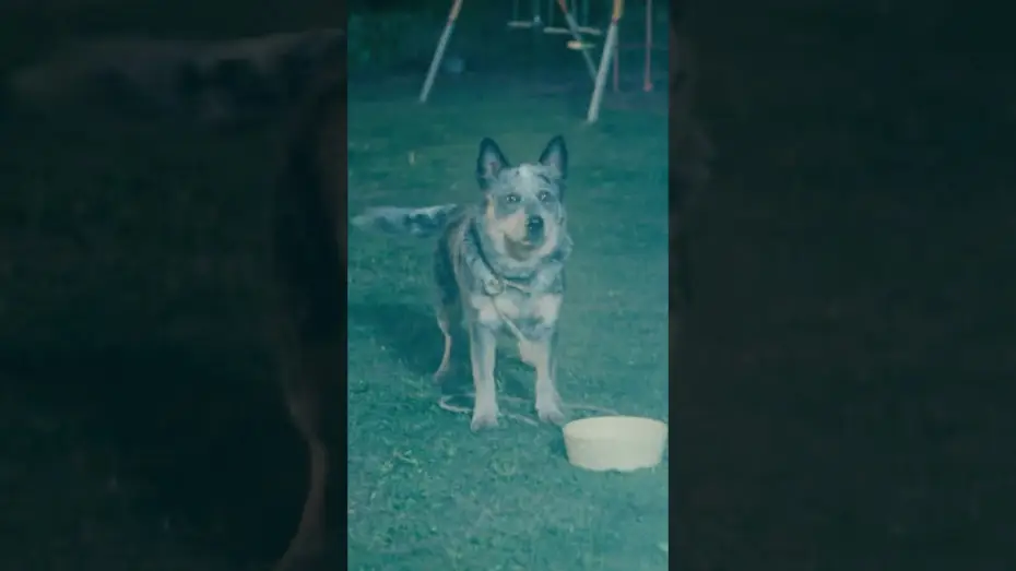 Video for the film The End of Oak Street — Did anybody else see it?