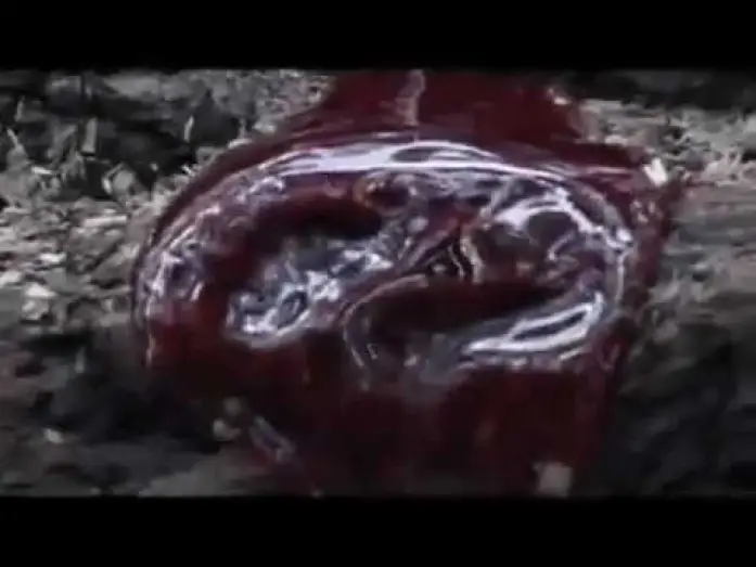 Video for the film Severed — Severed - Forest of the Dead 2005 Trailer