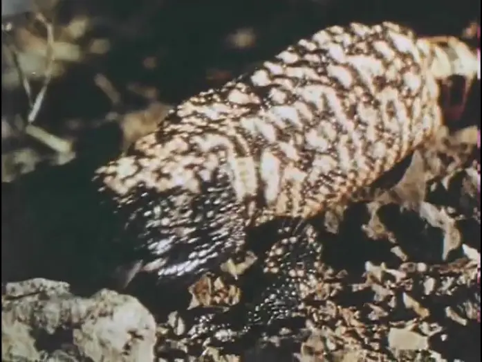 Video for the film The Living Desert — Living Desert - Theatrical Trailer