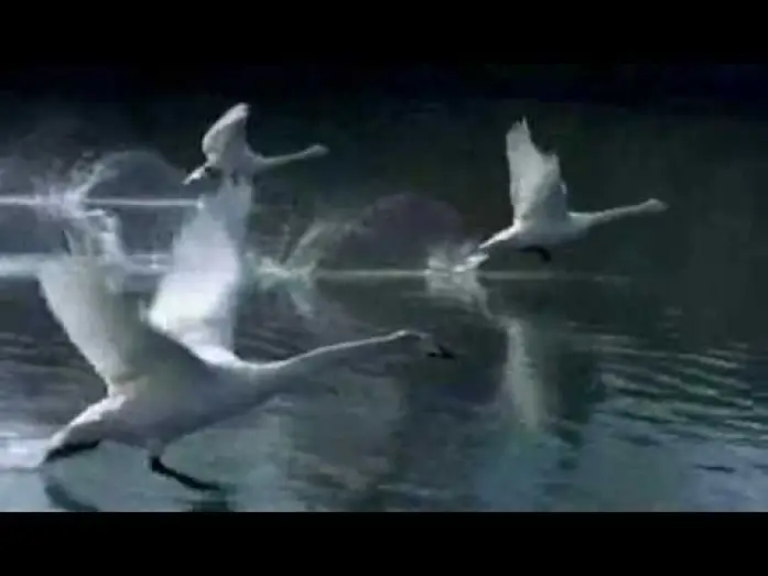 Video for the film Winged Migration — Winged Migration (Le Peuple migrateur) - Trailer