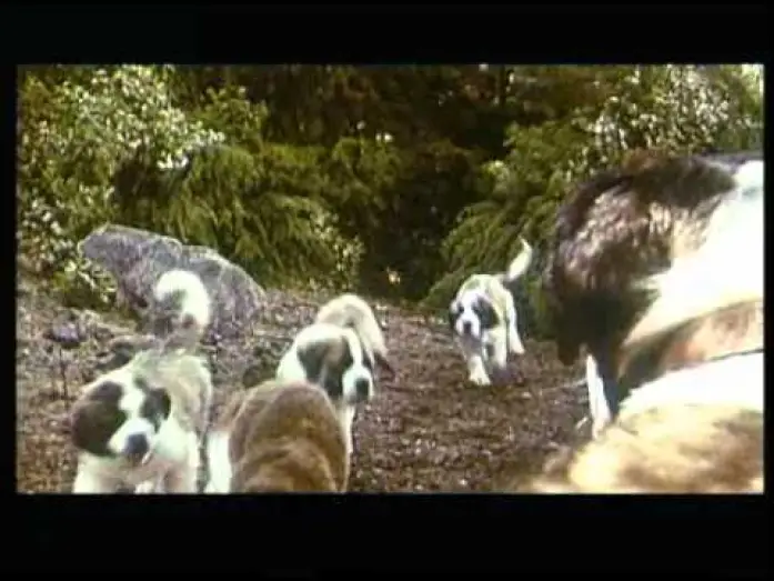 Video for the film Beethoven's 2nd — Beethoven 2 (1993)
