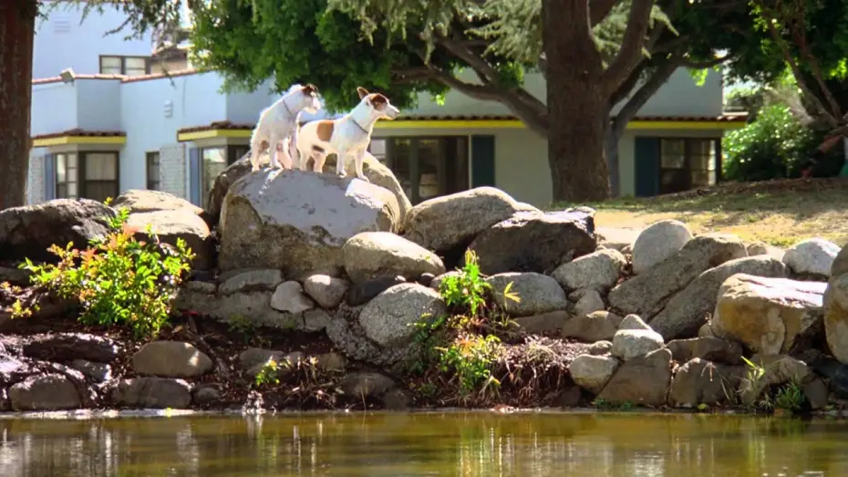 Video for the film Beethoven's 2nd — Eine Familie namens Beethoven - Trailer