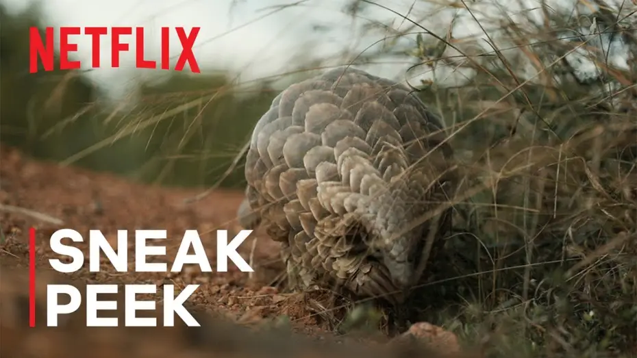 Video for the film Pangolin: Kulu's Journey — Sneak Peek