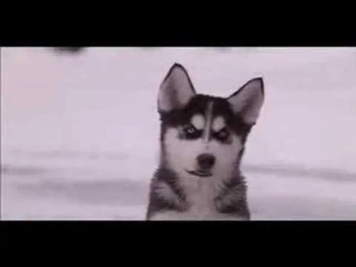 Video for the film Snow Buddies — Snow Buddies Trailer