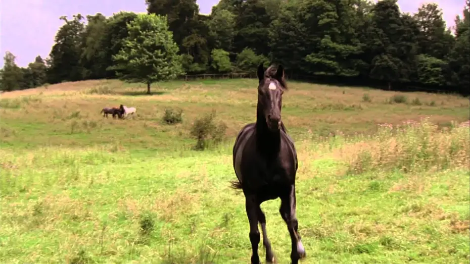 Video for the film Black Beauty — Black Beauty - Trailer