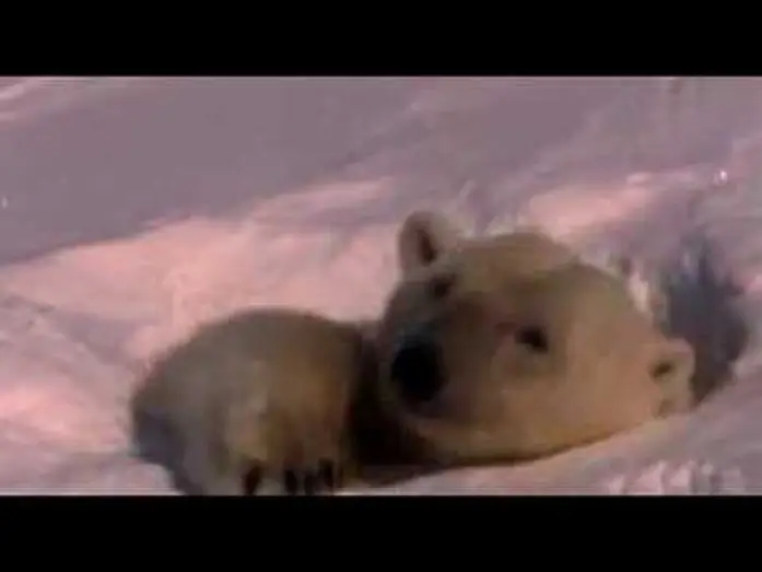 Video for the film Earth — Unsere Erde - Der Film  Trailer High Qualität High Sound