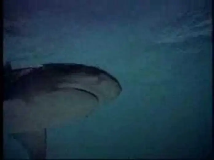 Video for the film Return to the Blue Lagoon — Return to the Blue Lagoon (1991) Trailer (High Quality)