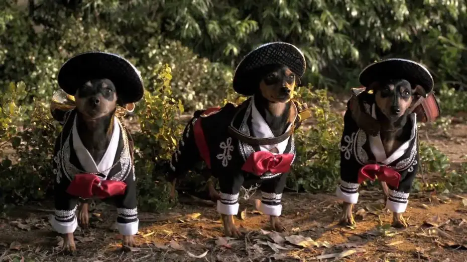 Video for the film Beverly Hills Chihuahua 3: Viva la Fiesta! — Beverly Hills Chihuahua 3 Trailer #1
