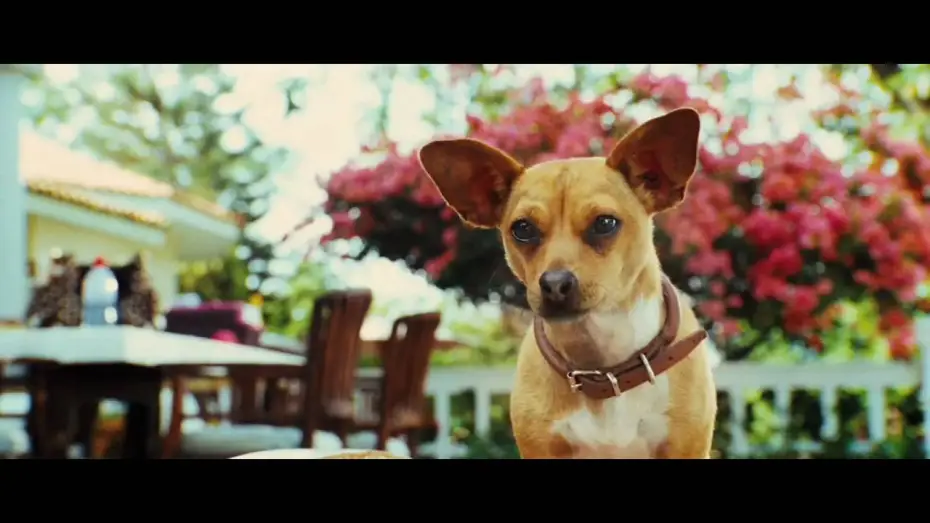 Video for the film Beverly Hills Chihuahua 3: Viva la Fiesta! — Le Chihuahua de Beverly Hills - Bande-annonce (Jamel Comedy Club)