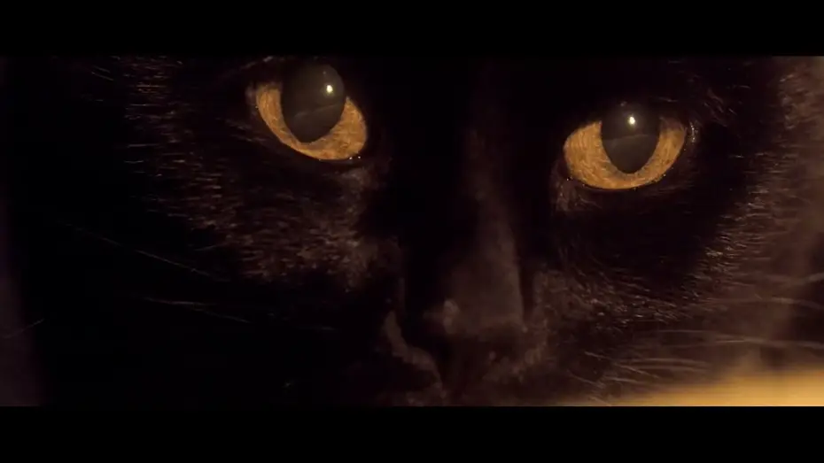 Video for the film Somos animales — Somos animales
