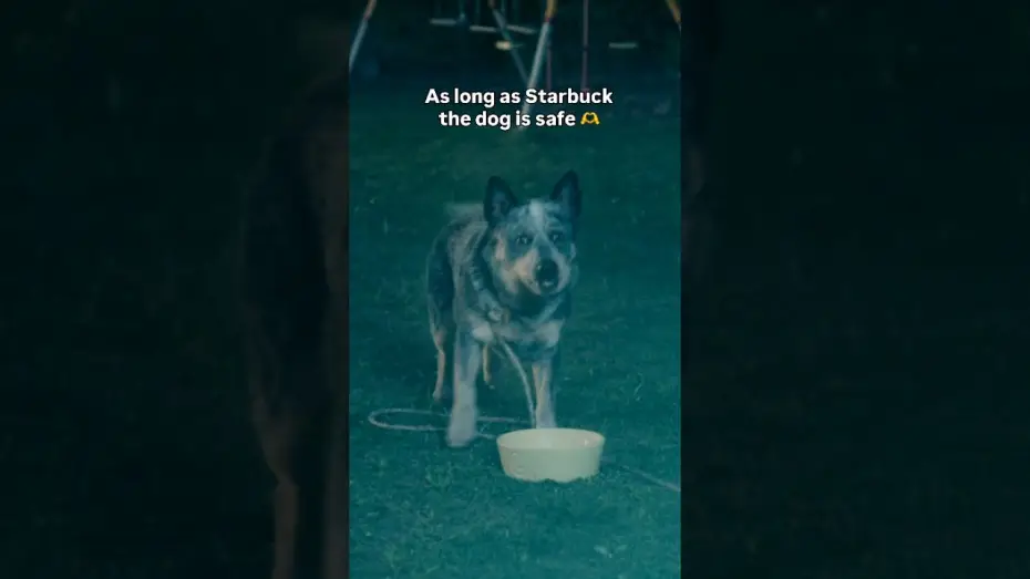 Video for the film The End of Oak Street — Always rooting for the dog...
