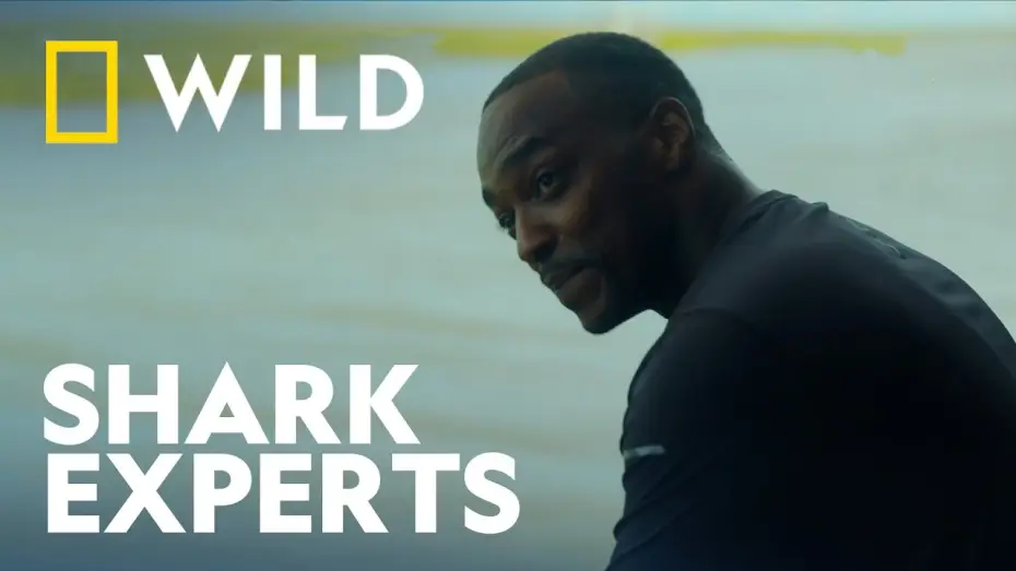 Video for the film Shark Beach with Anthony Mackie — Clip