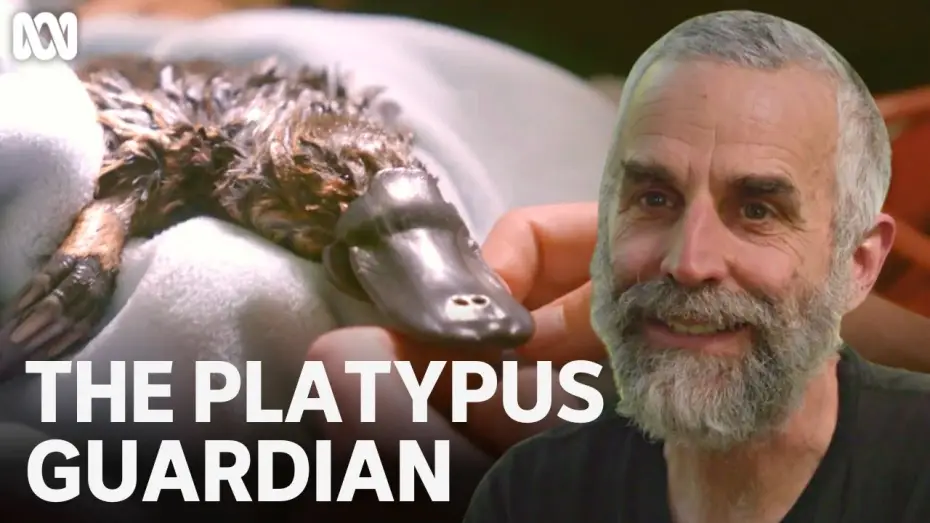 Video for the film The Platypus Guardian — Rescuing the Hobart Rivulet platypus | The Platypus Guardian | ABC TV + iview