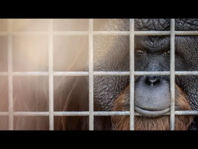 Video for the film Eyes of the Orangutan — Eyes of the Orangutan I Trailer