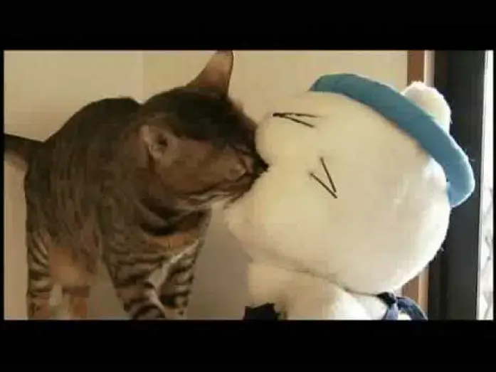 Video for the film Neko Ramen Taisho — 映画『猫ラーメン大将』予告編