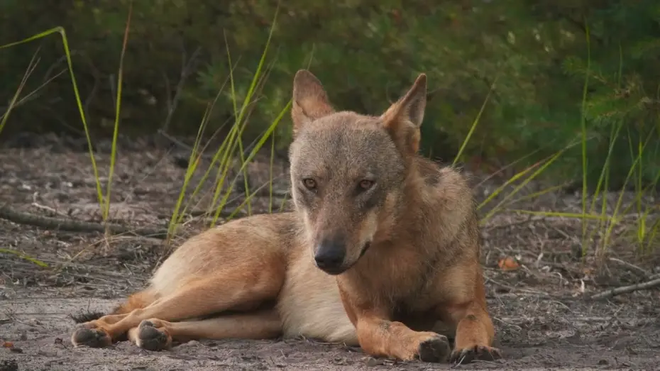 Video for the film In Wolf Country — IM LAND DER WÖLFE // Trailer // Kinostart 2. Mai 2024