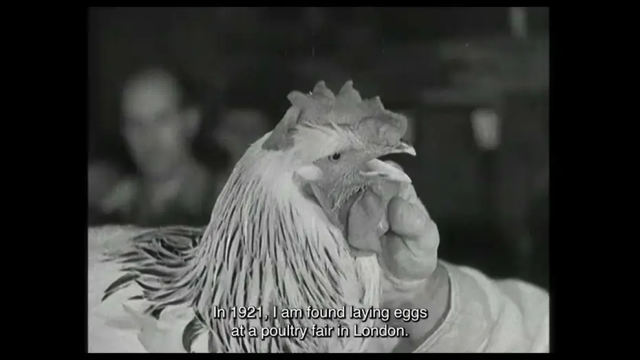 Video for the film De Gallo Qui Ovavit — Trailer | De Gallo Qui Ovavit | Nina Forsman