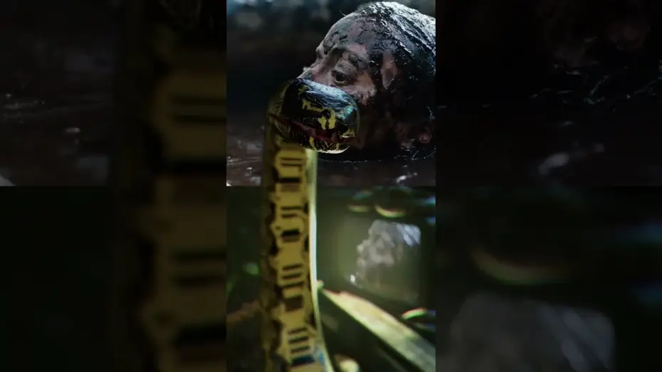 Video for the film Beware Boiúna — The reactions are in…