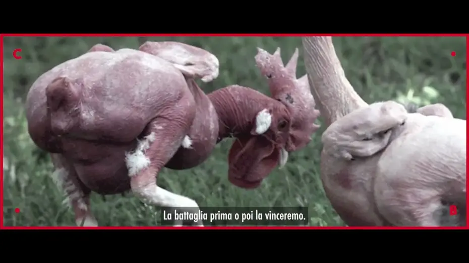 Video for the film Food for Profit — FOOD FOR PROFIT ● un film di Giulia Innocenzi e Pablo D’Ambrosi