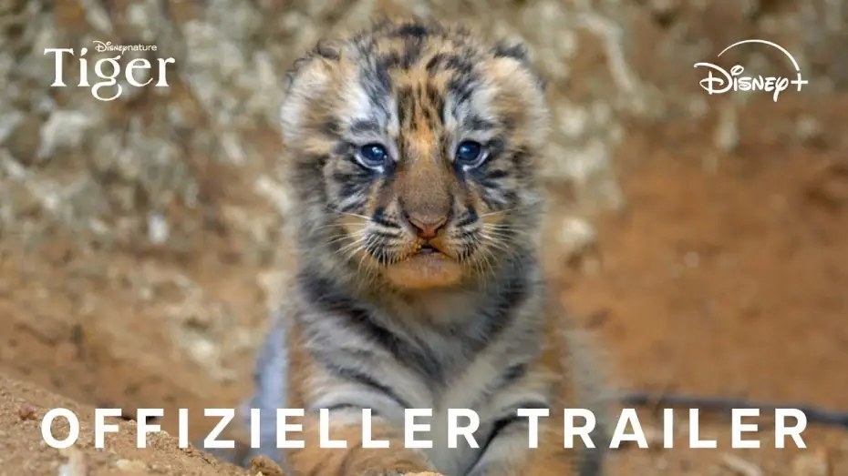 Video for the film Tiger — Offizieller Trailer (OmdU)